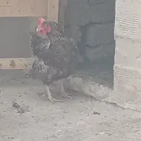 خروس محلی|حیوانات مزرعه|رباطکریم, شترخوار|دیوار