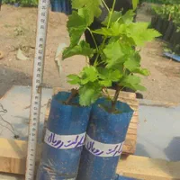 انگور نهال و درخت رونده|خدمات باغبانی و درختکاری|فلاورجان, |دیوار