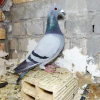 کفتر پلاکی درجه یک