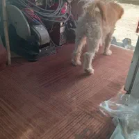 سگ شیتزو|سگ|مشهد, امیریه|دیوار