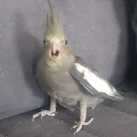 عروس سرلاکی گرینچیک کبوتر|پرنده|آباده, |دیوار