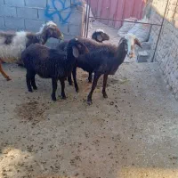 فوری|حیوانات مزرعه|چگنی, |دیوار