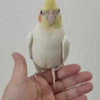 جوجه عروس هلندی لوتینو