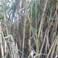 نی تازه ویلا باغ خانه|عمدهفروشی|ماسال, |دیوار