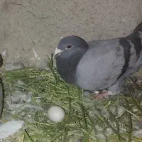 ماده پلاکی باخت رفته