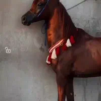 اسب عرب|اسب و تجهیزات اسب‌سواری|تهران, بلوار کشاورز|دیوار