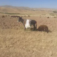 الاغ
