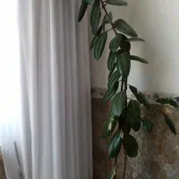 گل زیبا و شاداب