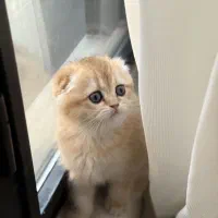 گربه اسکاتیش|گربه|تهران, آرارات|دیوار