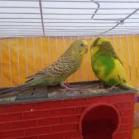 مرغ عشق جفت