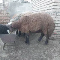 برهنرچاقوخمیر|حیوانات مزرعه|سیمین شهر, |دیوار