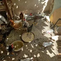 مرغ گردن لخت  و خروس گیلین وگردن لوخت|حیوانات مزرعه|قم, قم نو|دیوار
