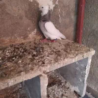 کبوتر|پرنده|بروجرد, |دیوار