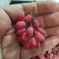 زرشک دانه شده با دست بدون دم وبرگ کیلویی240|خوردنی و آشامیدنی|تهران, ترمینال جنوب|دیوار
