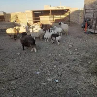 میش داشتی|حیوانات مزرعه|سده (خراسان جنوبی), |دیوار