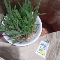 بذر ذرت ۷۰۴ دشت مغان تولید ۱۴۰۳|خدمات باغبانی و درختکاری|شهرکرد, |دیوار