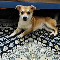 حیوان خانگی