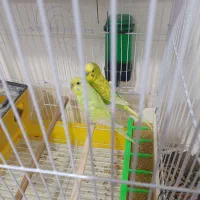 جوجه مرغ عشق سرلاکی|پرنده|فیروزکوه, |دیوار