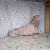 کبوتر نوک ریز زرد شکلاتی سرور|پرنده|اصفهان, بهارانچی|دیوار