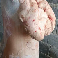 قصابی صداقت دراسرع وقت درخدمت همشهریان عزیزمیباشد|خدمات پیشه و مهارت|نیشابور, شهرک زرگران|دیوار