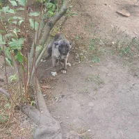 توله ماده سراب|سگ|عباسآباد, |دیوار