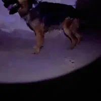 سگژرمن