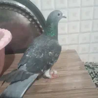 کبوتر|حیوانات|سرپل ذهاب, |دیوار