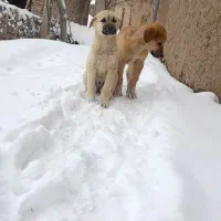 توله سگ|سگ|سده (خراسان جنوبی), |دیوار