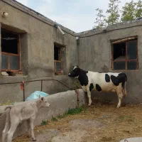 شیرده.ادرس ورودی مراغه