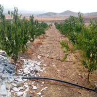 باغ اول شهر|فروش دفتر صنعتی، کشاورزی، تجاری|ازنا, |دیوار