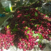 فروش گیلاس