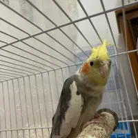 عروس هلندی نر