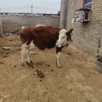 سوسنگرد|حیوانات مزرعه|سوسنگرد, |دیوار