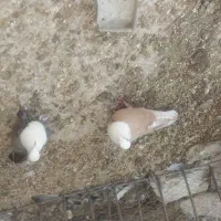 کبوتر مخمل|پرنده|برازجان, |دیوار