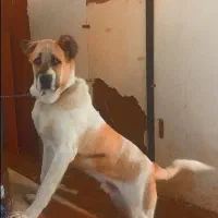 سگ سرابی ۱۷ماهه