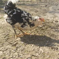 مرغ گلین|حیوانات مزرعه|رشت, پسیخان|دیوار