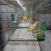 انواع قناری مست تک وجفت|پرنده|تاکستان, |دیوار