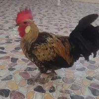 خروس محلی