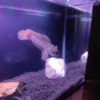 ماهی چانا اکواریوم