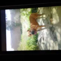 سگ مژدگانی|سگ|زاوه, |دیوار