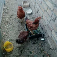 جوجه مرغ طاقچه سالم، فروشی مرغ وخروس|پرنده|مشهد, نوید|دیوار