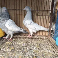 کبوتر  سینه سبز الماسی دمبی  ۹ عدد