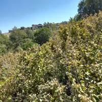 باغ فندق روستای وشنوه|فروش زمین و ملک کلنگی|قم, انسجام|دیوار