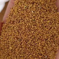 بذر یونجه NBN|خدمات باغبانی و درختکاری|رودبار, |دیوار