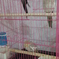 ۶ تا عروس هلندی ب قیمت مناسب تکی ام فروخته میشه