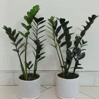 گل اپارتمانی زاموفیلیا بلک