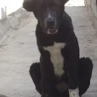 توله سگ سرابی ماده سیاه