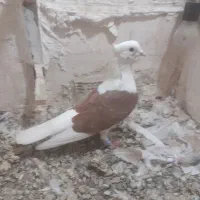 سبز پولکی سبز کاکلی
