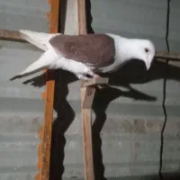 زرددنش .گراف .سار..زاغ کرمانی|پرنده|مشهد, جوادیه|دیوار