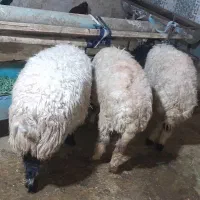 بره ماده نژاد دارگله گرد۳راس معاوضه باموتورهندا|حیوانات مزرعه|مشهد, پنجتن|دیوار